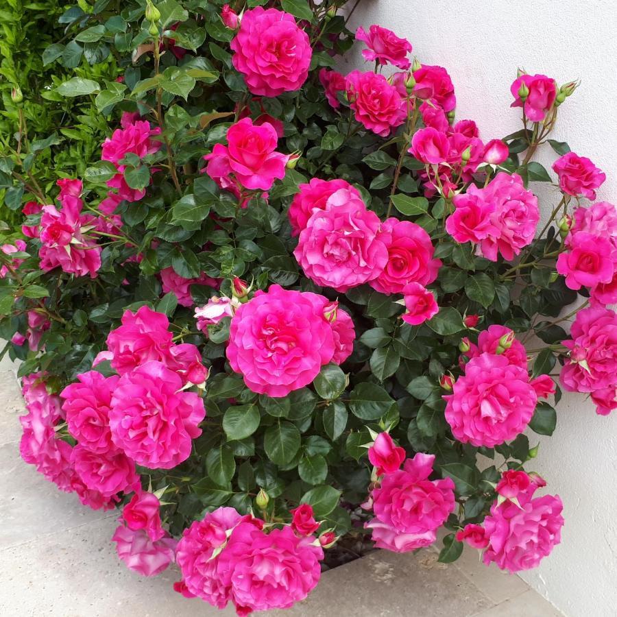 Aigues Marines Bed & Breakfast ภายนอก รูปภาพ